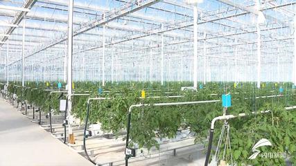 齊魯農業標準化新征程 壽光蘭陵將領跑，章丘大蔥金鄉大蒜品牌標準蓄勢待發